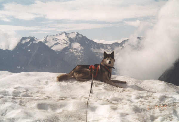 Husky Lina in seinem Element