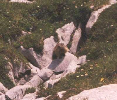 Murmeltier an der Schweizer Grenze